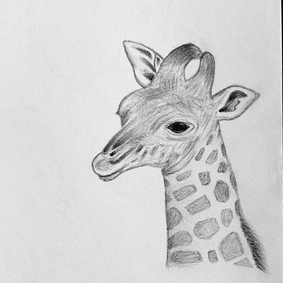 Baby Giraffe